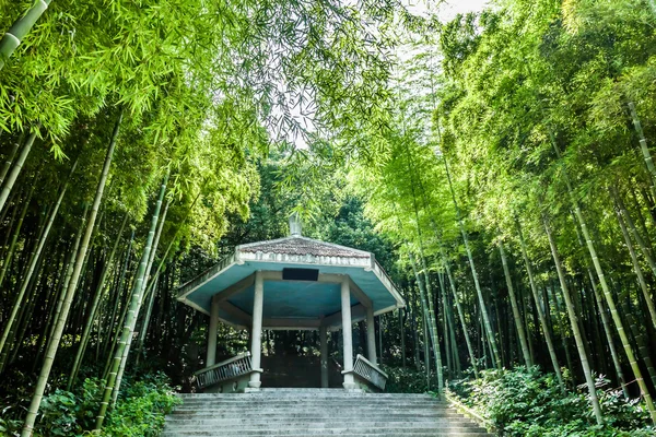 Sfondo foresta di bambù — Foto Stock