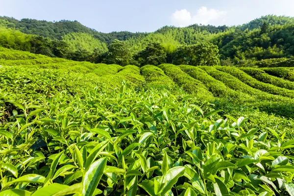 Grüner Teegarten auf dem Hügel, China Süd — Stockfoto