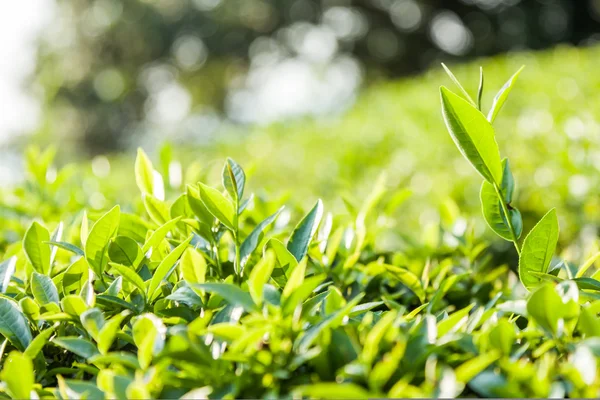 Jardín de té verde en la colina, China sur — Foto de Stock