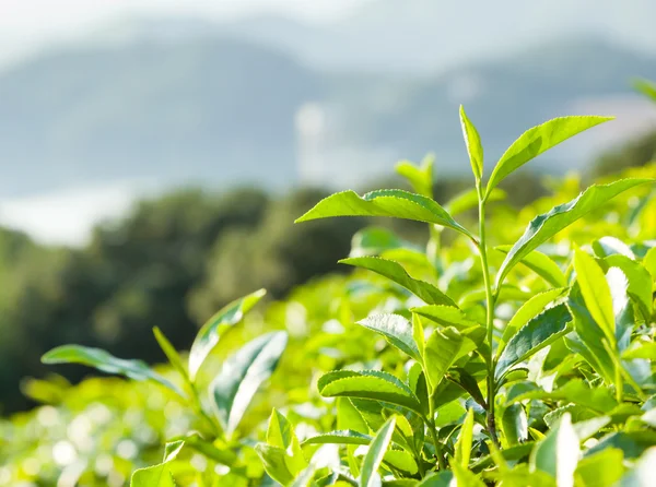 Jardín de té verde en la colina, China sur — Foto de Stock