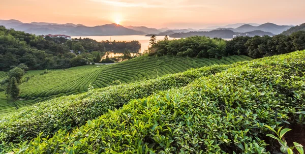 Giardino del tè verde sulla collina, Cina meridionale — Foto Stock
