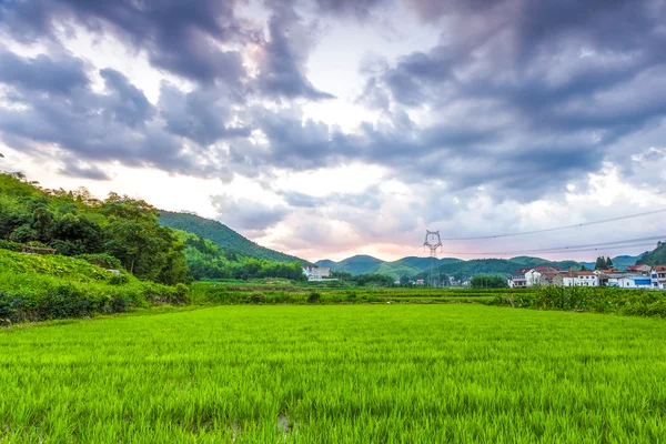 Reisfelder im Süden Chinas — Stockfoto