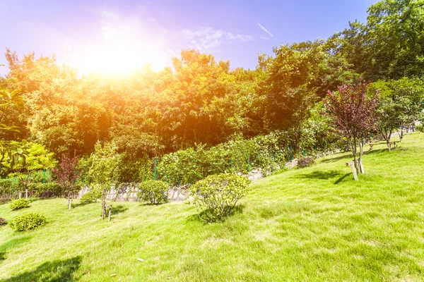 Piante verdi con luce solare — Foto Stock