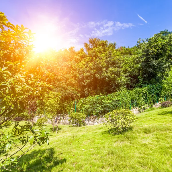 Plantes vertes avec lumière du soleil — Photo