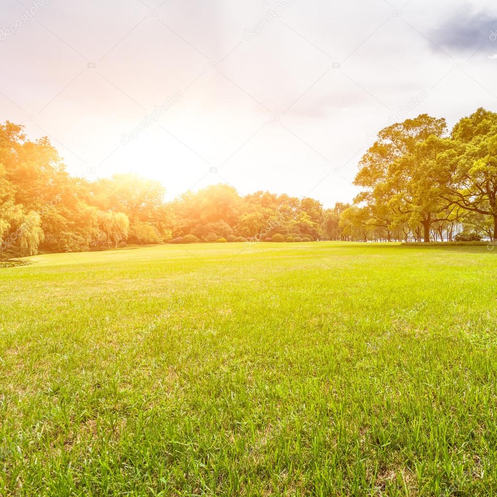 Green lawn with sunlight