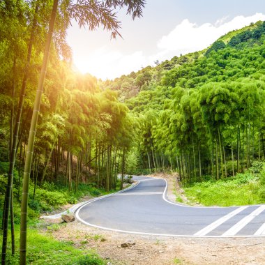 Bambu ormana yolu