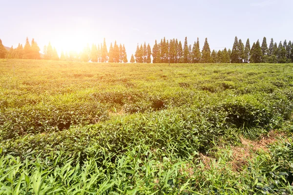 中国の丘の上にある緑の茶園 — ストック写真