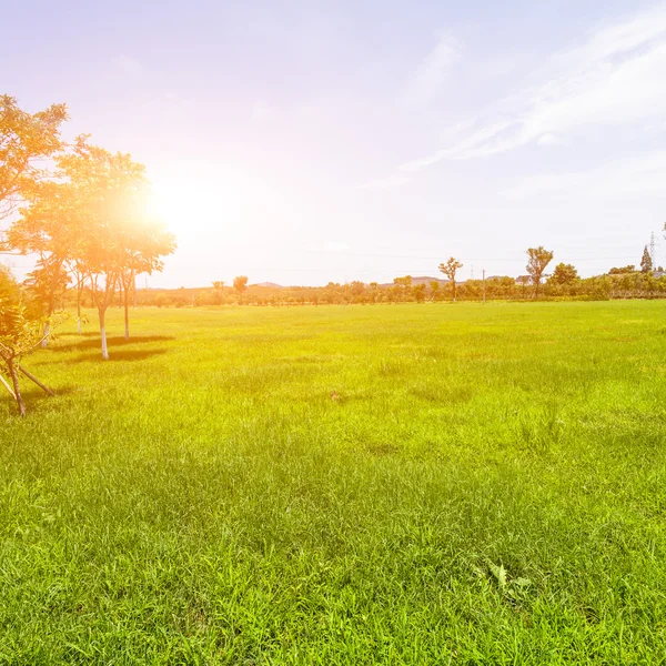 Green lawn in sunset — Stock Photo, Image