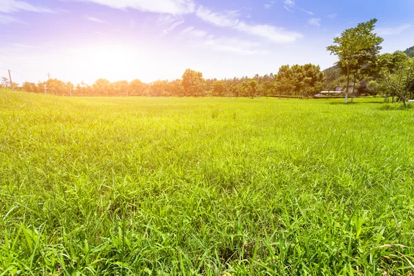 Green lawn in sunset — Stock Photo, Image