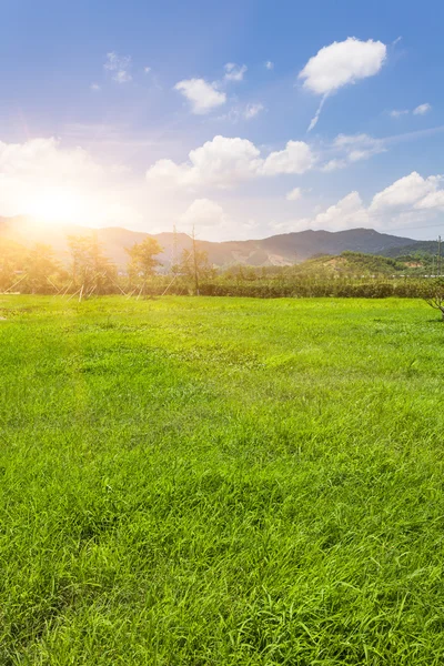 Green lawn in sunset — Stock Photo, Image