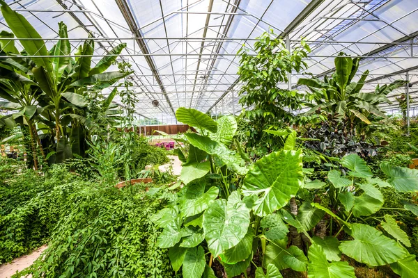 Wintergarten und Pflanzen aus Glas — Stockfoto