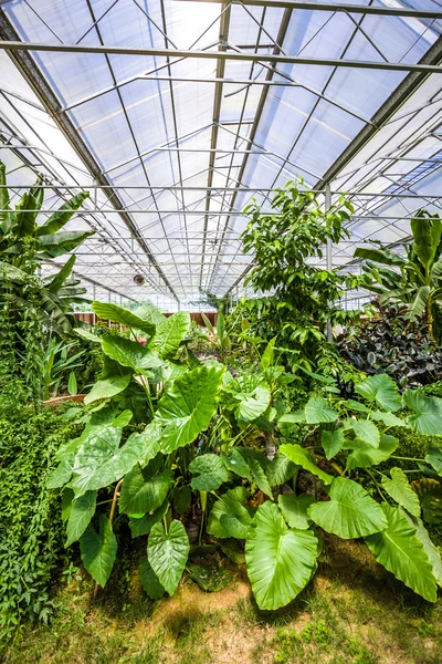 Glass conservatory and plants — Stock Photo, Image