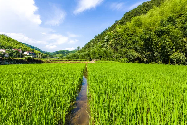 Campos de arroz en el lado sur de China —  Fotos de Stock