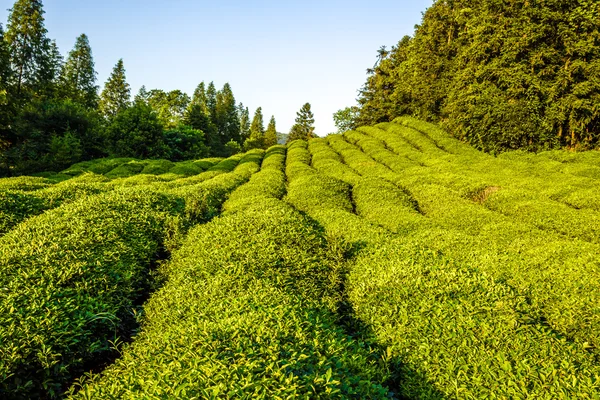 Jardín de té verde en la colina, China sur —  Fotos de Stock