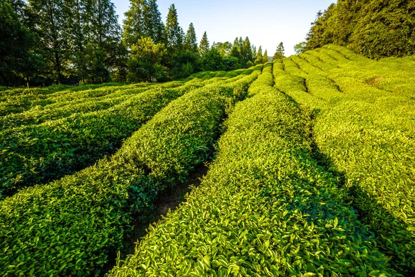 Grüner Teegarten auf dem Hügel, China Süd — Stockfoto