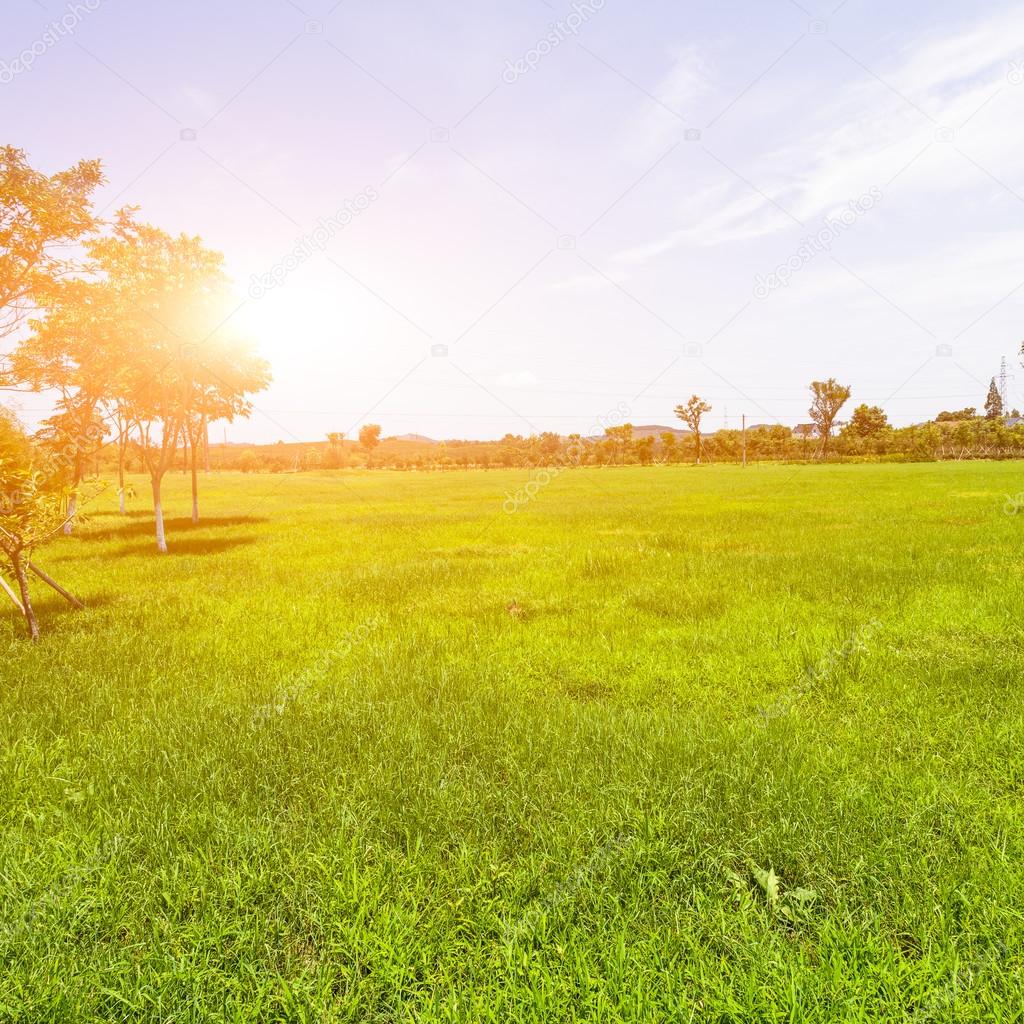 Green lawn in sunset