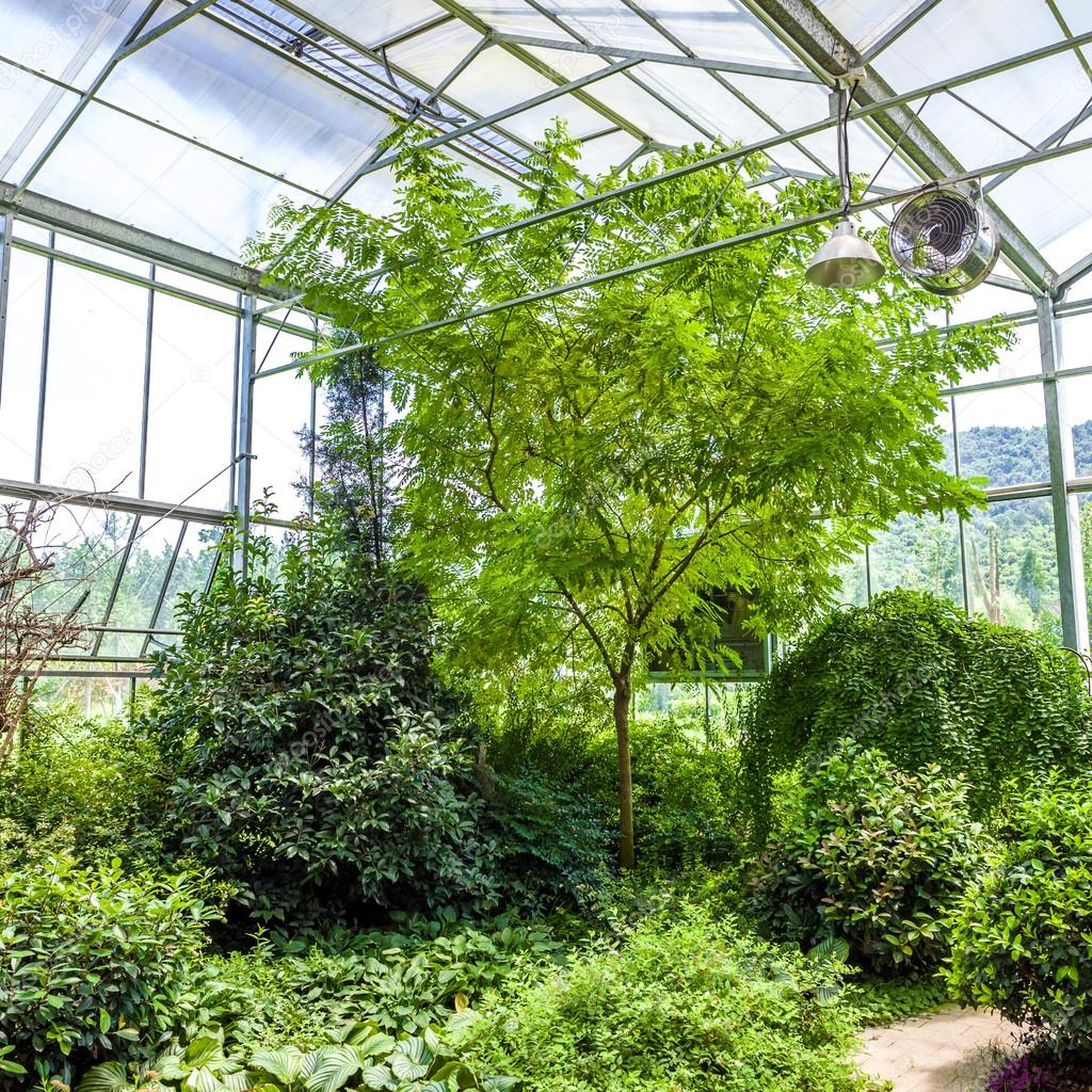 Glass conservatory and plants