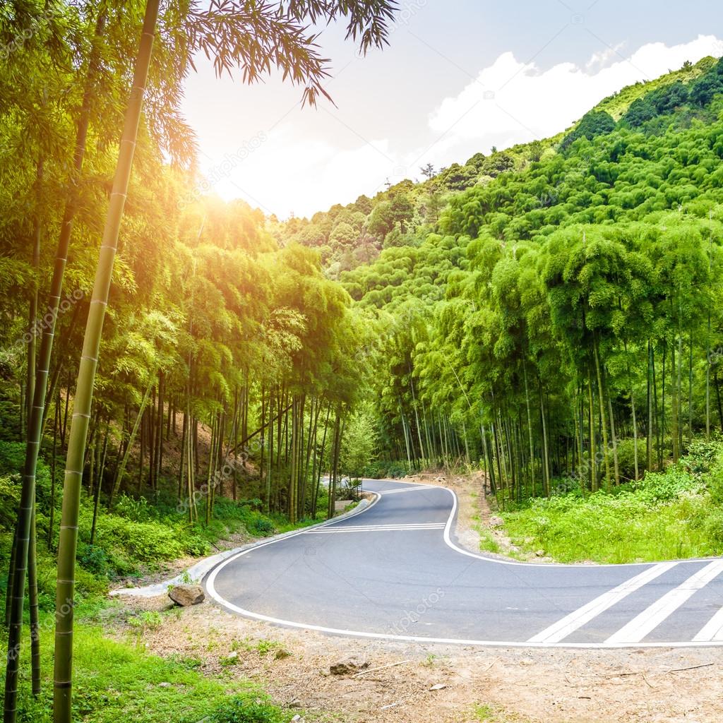 Road through the bamboo forest