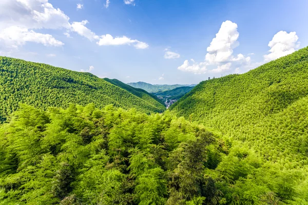 Floresta de bambu no sul da China — Fotografia de Stock