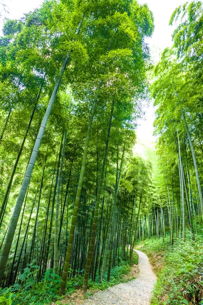 Las bambusowy ze światłem słonecznym — Zdjęcie stockowe