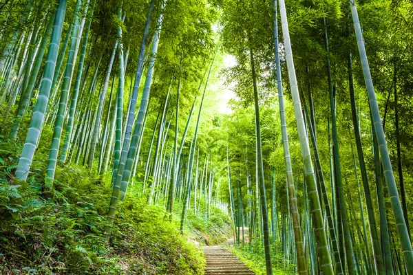 Floresta de bambu com luz solar — Fotografia de Stock