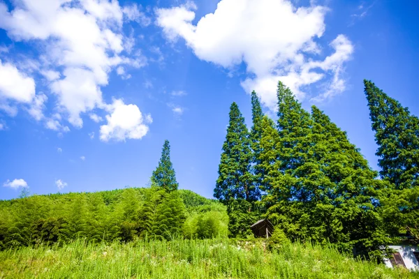Albero verde e cielo blu — Foto Stock