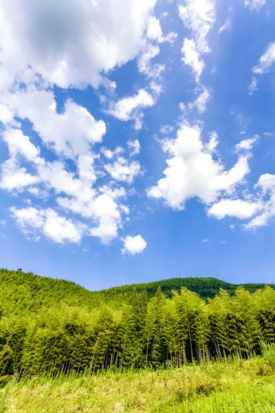 Bambus lesie i niebieski niebo — Zdjęcie stockowe