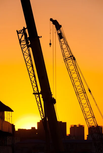 Cranes on a sunset background — Stock Photo, Image