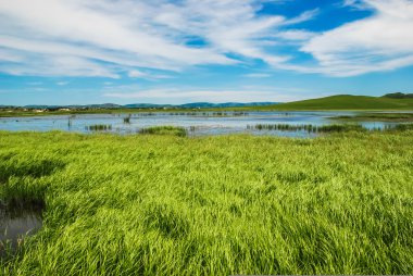 yeşil tarla ve mavi gökyüzü