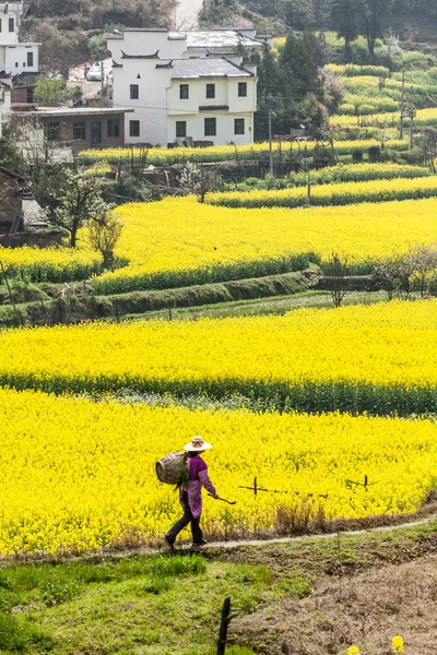 Violación de flores y edificios antiguos chinos en Wuyuan, China —  Fotos de Stock