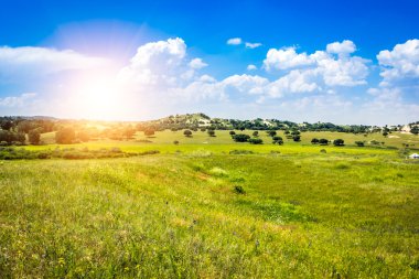 yeşil tarla ve mavi gökyüzü