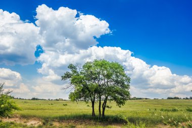 Bir ağaç ve çim alanı