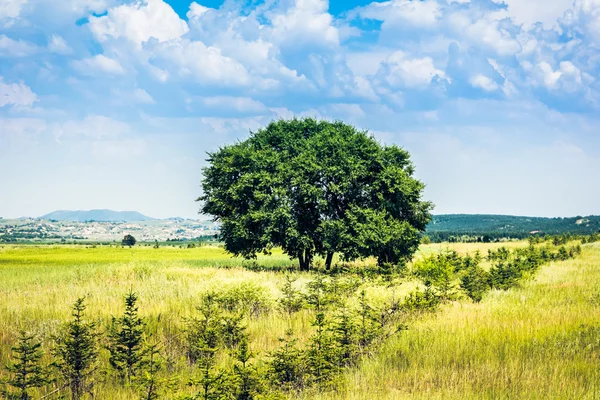하나의 나무와 잔디 필드 — 스톡 사진