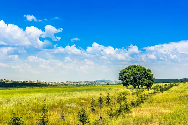 Un champ d'arbres et d'herbes — Photo