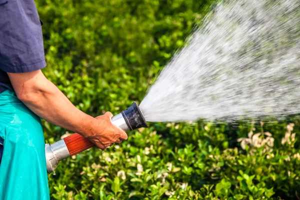 男性手の植物の水やり — ストック写真