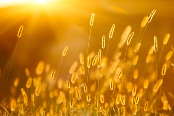 Güneş ışığı ile setaria, güzel arka plan — Stok fotoğraf