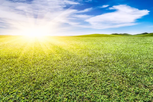 Groene grasland en blauwe hemel — Stockfoto