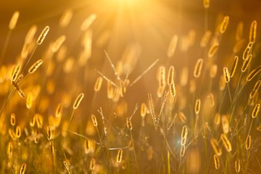 güneş ışığı ile setaria, güzel arka plan