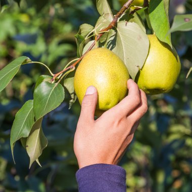Ağaçta armut meyvesi