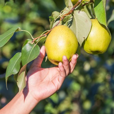 Ağaçta armut meyvesi