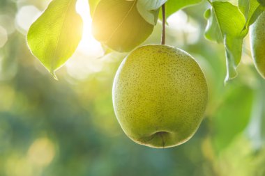 Ağaçta armut meyvesi