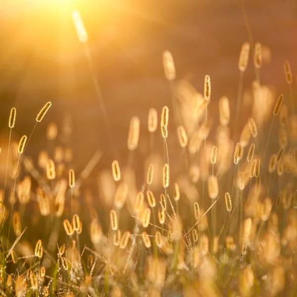 Sluneční světlo s Bér, krásné pozadí — Stock fotografie