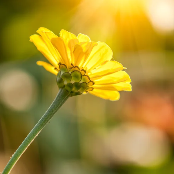 Ringblomma blommor i solljus — Stockfoto