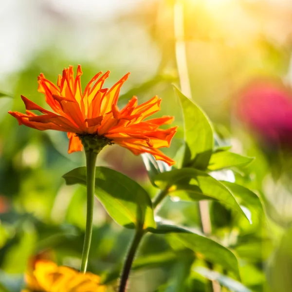 Ringblomma blommor i solljus — Stockfoto