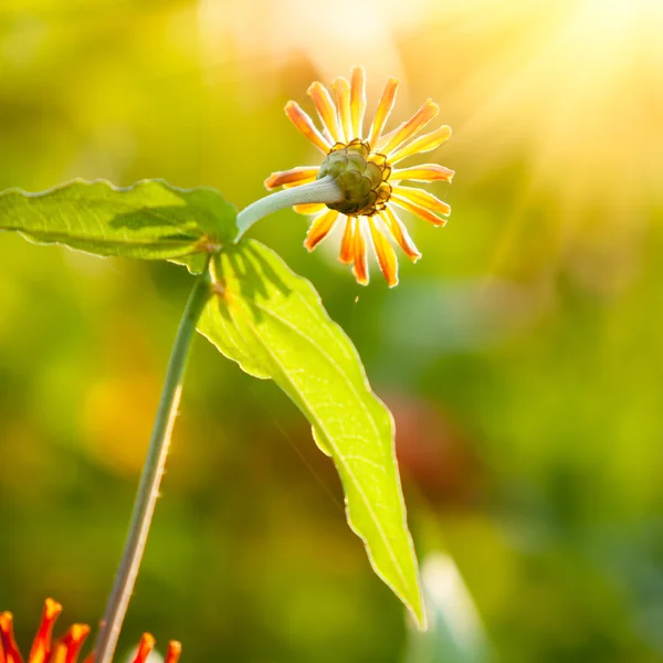 Ringblomma blommor i solljus — Stockfoto