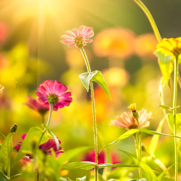 Flores de caléndula a la luz del sol —  Fotos de Stock