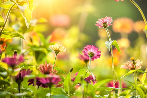 Flores de calêndula à luz do sol — Fotografia de Stock