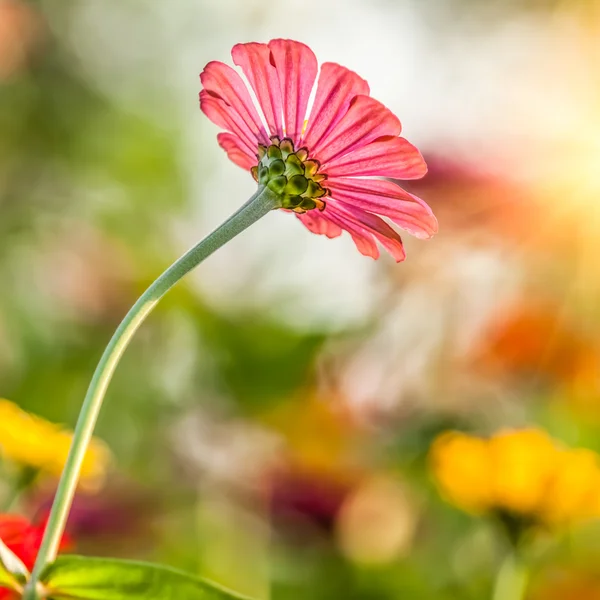 Ringblomma blommor i solljus — Stockfoto