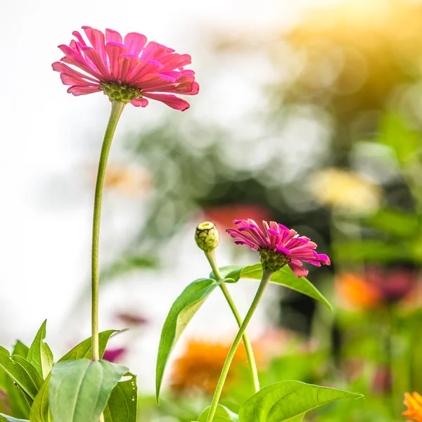 Ringblomma blommor i solljus — Stockfoto