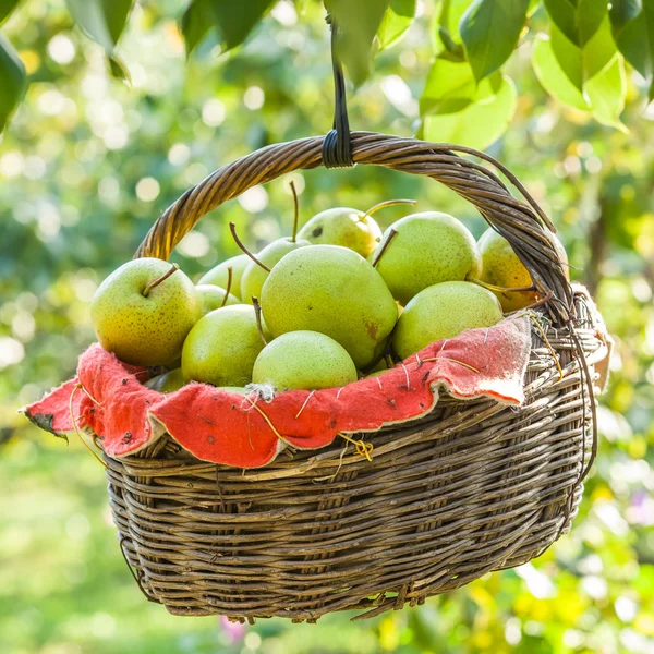 Peras verdes en la cesta — Foto de Stock